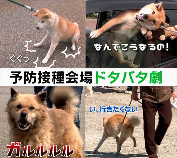 とやまソフトセンターのペット動画「狂犬病予防接種会場のドタバタ劇」