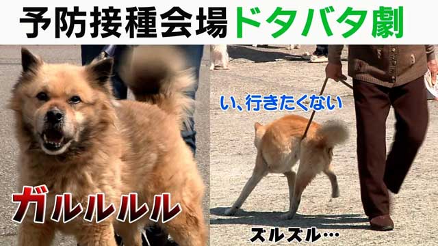 自社制作動画・狂犬病予防接種会場のドタバタ劇シリーズ